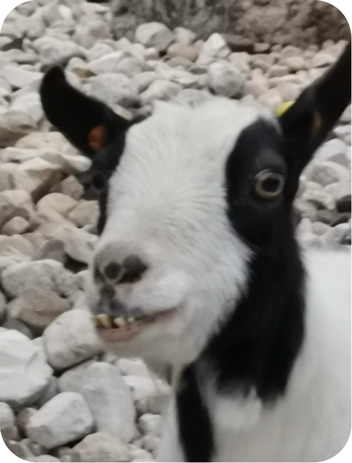 Displayed picture, floating left